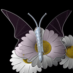 Бабочка на белых ромашках на черном фоне