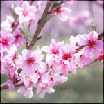Ветка цветущей вишни