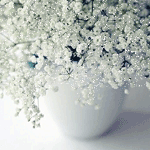  Белые цветы в <b>вазе</b> 