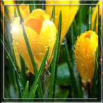  Желтые <b>крокусы</b> в утренней росе 