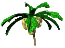 Бананы на пальме