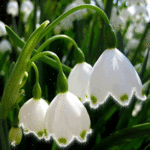 Белые цветы. Ландыши