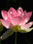 Розовый цветок с бликами