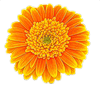  <b>Солнечный</b> цветок 
