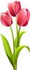 Три красных тюльпана. Цветы