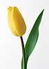  Свежесрезанный желтый тюльпан с <b>зеленым</b> листиком 