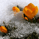 Цветы во льду