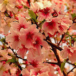 Цветки персика