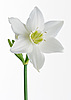 Весенний цветок. Нарцисс