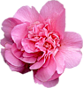 Большой розовый цветок пиона