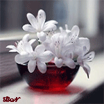 Белые цветы в красной вазочке стоят на окне