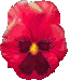 Красный цветок (анютины глазки)