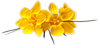 Желтые цветы - украшение