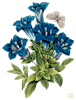 Цветы. Синее восхищение