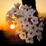 Веточка весенних белых цветов на фоне уходящего солнца