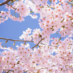 Цветущая ветка вишни на фоне голубого неба