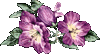 Сиреневые цветы
