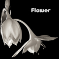 Белые цветы на черном фоне, flowe