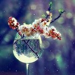 Цветы вишни в стакане