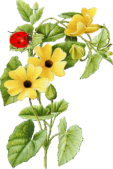 Жёлтые цветы с бабочкой
