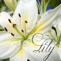 Белая лилия, lily