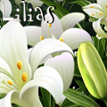 Нарисованные белые лилии, lilias