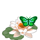 Речная лилия с бабочкой