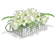Белые лилии специально для тебя!