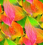  <b>Многоцветье</b> осенней листвы 