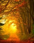  Осенняя дорога в <b>лесу</b> 