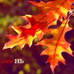  Осень. <b>Листья</b> дуба 