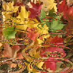  Отражение в луже разноцветных <b>листьев</b> клена 