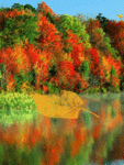 Река, падают желтые листочки. Золотая осень