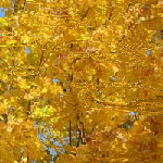 Золотые деревья осени