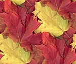 Кленовые листья желтые и красные