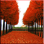 Осень. Аллея с красной листвой