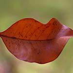 Покрашенный осенью листик в форме губ
