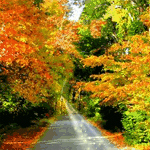 Дорога через осенний лес