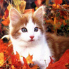 Котенок среди листвы