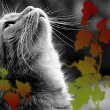 Котенок и осень