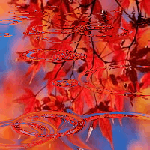 Красная листва деревьев отражается в луже