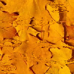 Осенния листья отражаются в луже. Осень