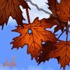 Листья  клена, небо, осень