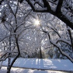 Утро, мороз, светит солнце, снег блестит. Зима