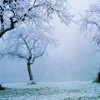 Зима, снег, природа, деревья в снегу, туман