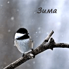 Зима. Птица на дереве