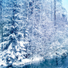  Зима, снег, <b>природа</b>, лес в снегу 