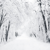 Зима, снег, природа, алеея в снегу