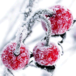 Три ягоды зимней вишни