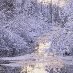 Заснеженный зимний лес